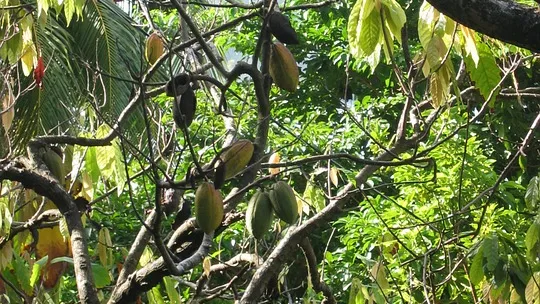 Rubrik_Handel_cocoa-66195_960_720